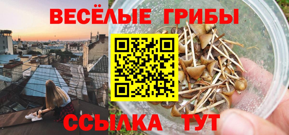Новоалександровск  Псилоцибиновые грибы Magic Shrooms  Псилоцибиновые грибы прущие грибы  Вход с VPN 